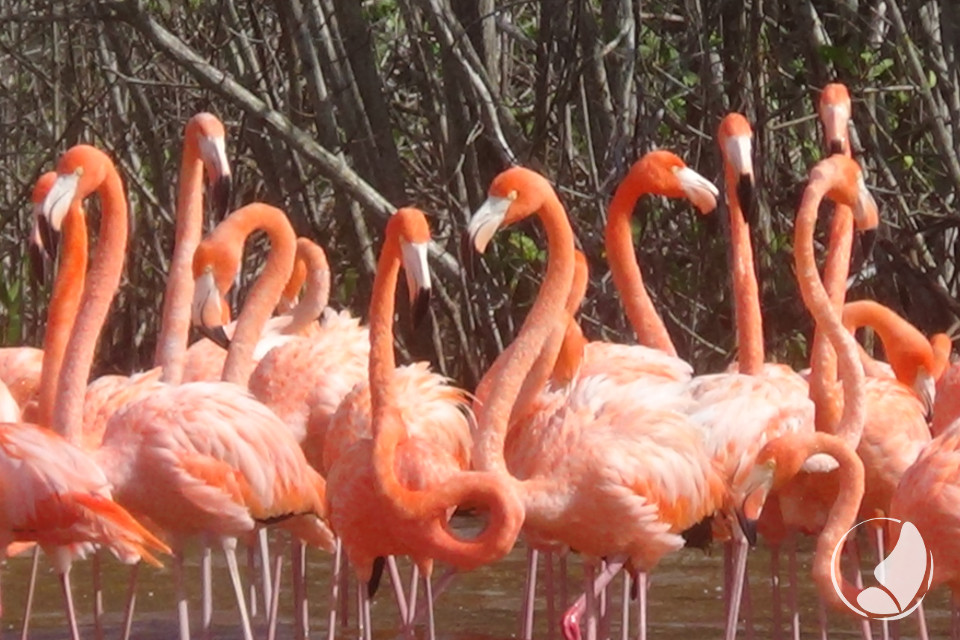 Mayantours Flamingos in Ria Celestun Biosphere Reserve