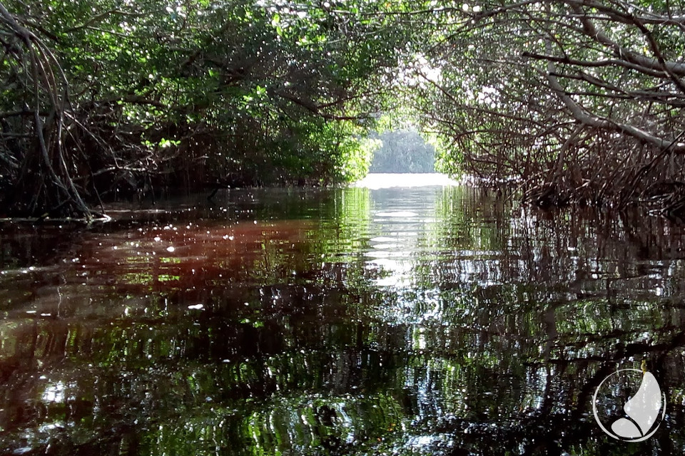 Mayantours Mangroves in Ria Celestun Biosphere Reserve