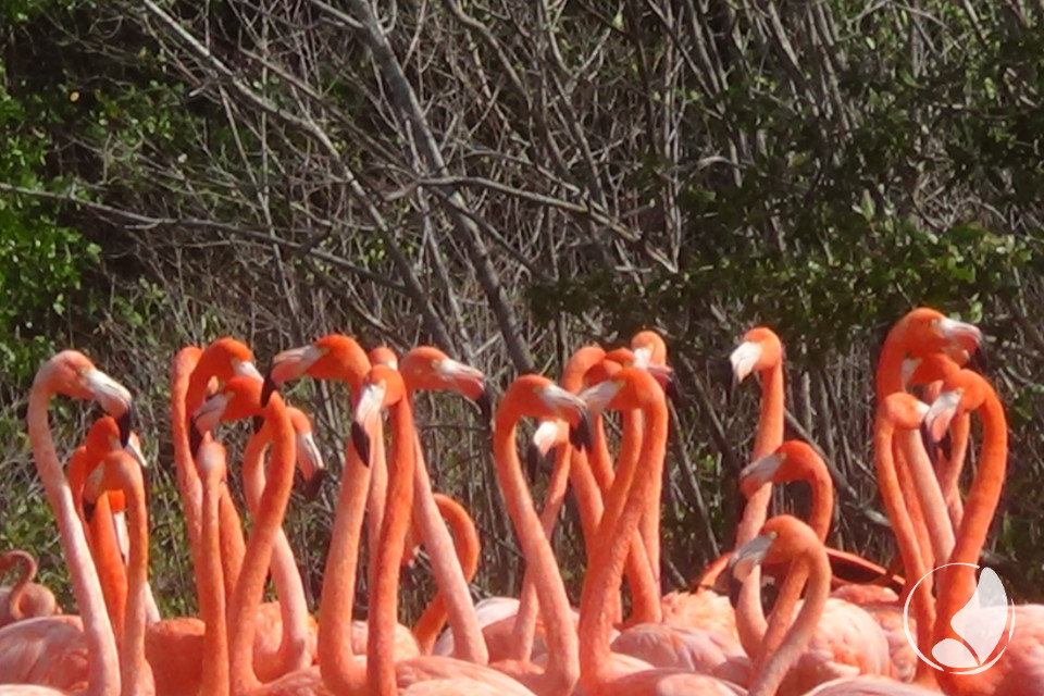 Mayantours Flamingos in Ria Lagartos Biosphere Reserve
